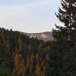 Forest Escape * Pale
